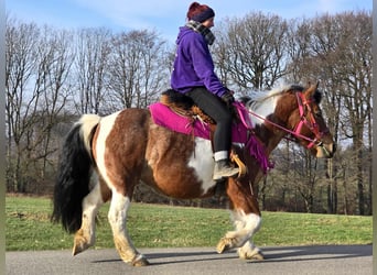 Barock Pinto, Merrie, 8 Jaar, 143 cm, Gevlekt-paard