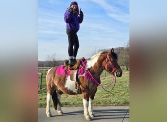 Barock Pinto, Merrie, 8 Jaar, 143 cm, Gevlekt-paard