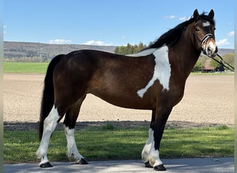 Barock Pinto, Merrie, 8 Jaar, 154 cm, Gevlekt-paard