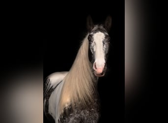 Barock Pinto, Merrie, 8 Jaar, 160 cm, Gevlekt-paard