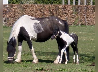 Barock Pinto, Merrie, 8 Jaar, 165 cm, Gevlekt-paard