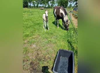 Barock Pinto, Merrie, 8 Jaar, 165 cm, Gevlekt-paard
