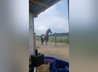 Barock Pinto, Merrie, 9 Jaar, 163 cm, Gevlekt-paard