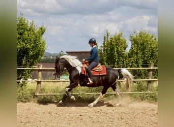 Barock Pinto, Ruin, 10 Jaar, 160 cm, Gevlekt-paard