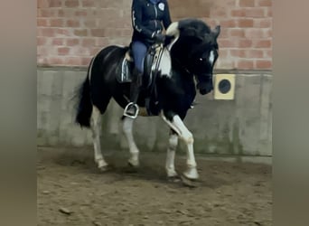 Barock Pinto Mix, Ruin, 10 Jaar, 164 cm, Gevlekt-paard