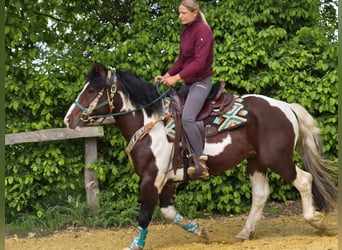 Barock Pinto, Ruin, 3 Jaar, 152 cm, Gevlekt-paard