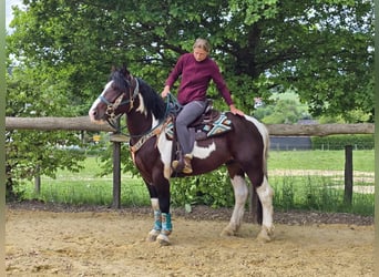 Barock Pinto, Ruin, 3 Jaar, 152 cm, Gevlekt-paard