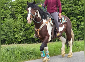 Barock Pinto, Ruin, 3 Jaar, 152 cm, Gevlekt-paard