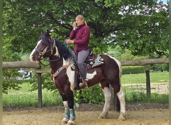 Barock Pinto, Ruin, 3 Jaar, 152 cm, Gevlekt-paard