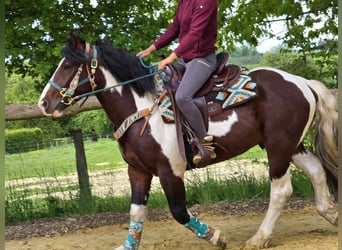 Barock Pinto, Ruin, 3 Jaar, 152 cm, Gevlekt-paard