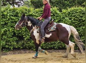 Barock Pinto, Ruin, 3 Jaar, 152 cm, Gevlekt-paard