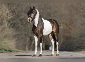 Barock Pinto Mix, Ruin, 3 Jaar, 155 cm, Gevlekt-paard