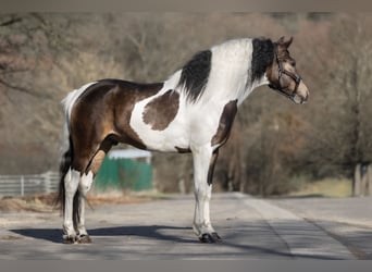 Barock Pinto Mix, Ruin, 3 Jaar, 155 cm, Gevlekt-paard