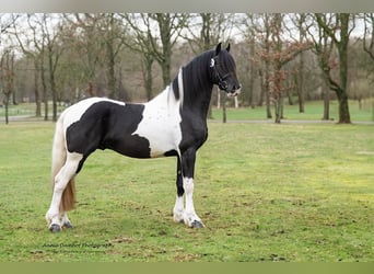 Barock Pinto Mix, Ruin, 3 Jaar, 160 cm, Gevlekt-paard