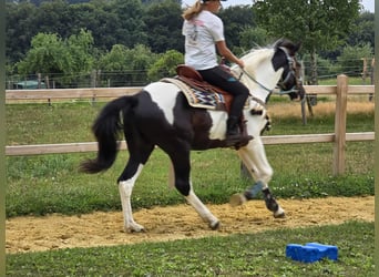 Barock Pinto, Ruin, 3 Jaar, 160 cm, Gevlekt-paard