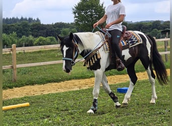 Barock Pinto, Ruin, 3 Jaar, 160 cm, Gevlekt-paard