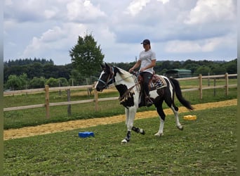Barock Pinto, Ruin, 3 Jaar, 160 cm, Gevlekt-paard