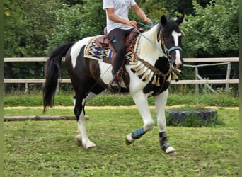 Barock Pinto, Ruin, 3 Jaar, 160 cm, Gevlekt-paard