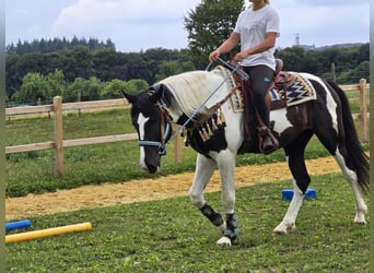 Barock Pinto, Ruin, 3 Jaar, 160 cm, Gevlekt-paard