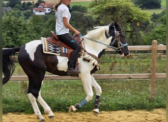 Barock Pinto, Ruin, 3 Jaar, 160 cm, Gevlekt-paard
