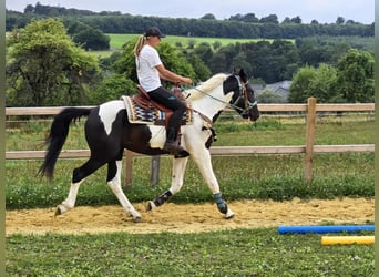 Barock Pinto, Ruin, 3 Jaar, 160 cm, Gevlekt-paard