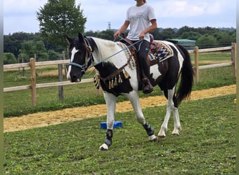 Barock Pinto, Ruin, 3 Jaar, 160 cm, Gevlekt-paard