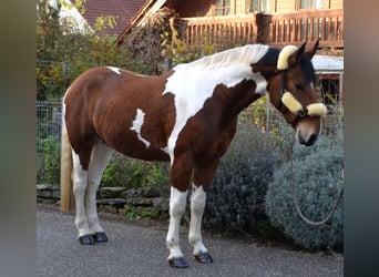 Barock Pinto Mix, Ruin, 3 Jaar, 165 cm, Gevlekt-paard