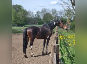 Barock Pinto, Ruin, 3 Jaar