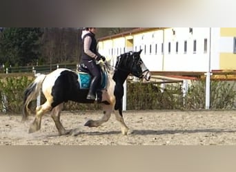 Barock Pinto, Ruin, 4 Jaar, 160 cm, Gevlekt-paard