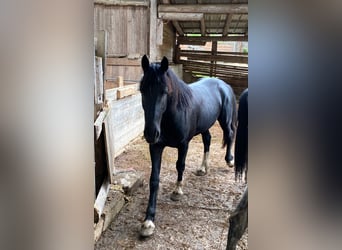 Barockpinto, Wallach, 4 Jahre, 170 cm, Schecke