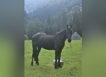 Barock Pinto, Ruin, 4 Jaar, 170 cm, Zwart