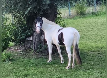Barock Pinto Mix, Ruin, 5 Jaar, 155 cm, Gevlekt-paard
