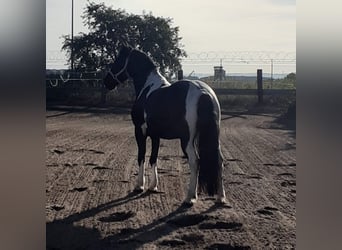 Barock Pinto Mix, Ruin, 7 Jaar, 150 cm, Gevlekt-paard