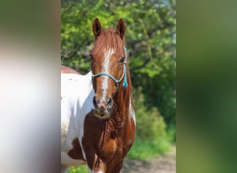 Barock Pinto Mix, Ruin, 7 Jaar, 163 cm, Gevlekt-paard
