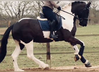 Barockpinto, Wallach, 7 Jahre, 168 cm, Schecke