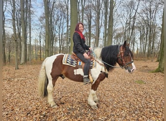 Barock Pinto, Ruin, 9 Jaar, 150 cm, Gevlekt-paard