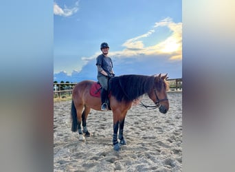 Barock Pinto Mix, Ruin, 9 Jaar, 175 cm, Bruin