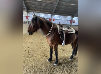 Barock Pinto Mix, Ruin, 9 Jaar, 175 cm, Bruin