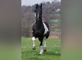 Barockpinto, Hengst, 12 Jahre, 172 cm, Tobiano-alle-Farben
