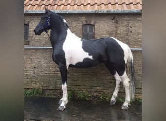 Barockpinto, Hengst, 12 Jahre, 172 cm, Tobiano-alle-Farben