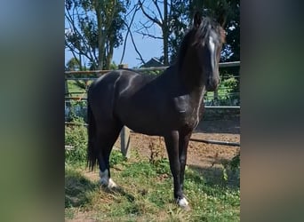 Barockpinto, Hengst, 12 Jahre, 172 cm, Tobiano-alle-Farben