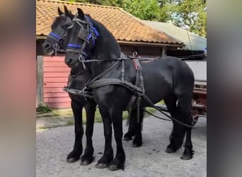 Barockpinto, Hengst, 12 Jahre, 172 cm, Tobiano-alle-Farben