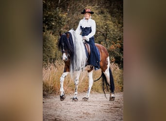 Barockpinto, Hengst, 16 Jahre, 165 cm, Schecke