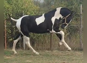 Barockpinto, Hengst, 1 Jahr, 153 cm, Schecke