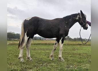 Barockpinto, Hengst, 1 Jahr, 159 cm, Tobiano-alle-Farben