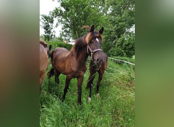 Barockpinto Mix, Hengst, 1 Jahr, 160 cm, Dunkelbrauner