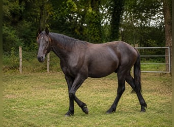 Barockpinto, Hengst, 1 Jahr, 165 cm, Rappe