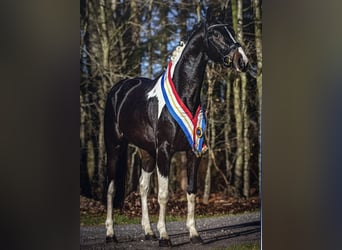 Barockpinto, Hengst, 1 Jahr, 165 cm, Rappe