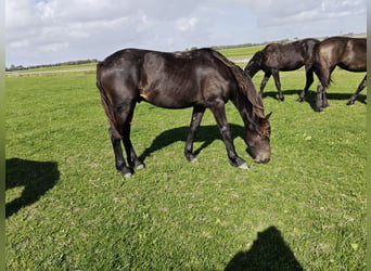 Barockpinto, Hengst, 1 Jahr, 166 cm, Dunkelbrauner