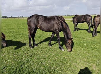 Barockpinto, Hengst, 1 Jahr, 166 cm, Dunkelbrauner